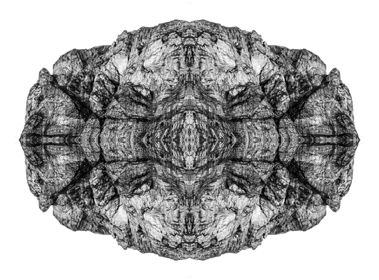 Evolving Symmetry